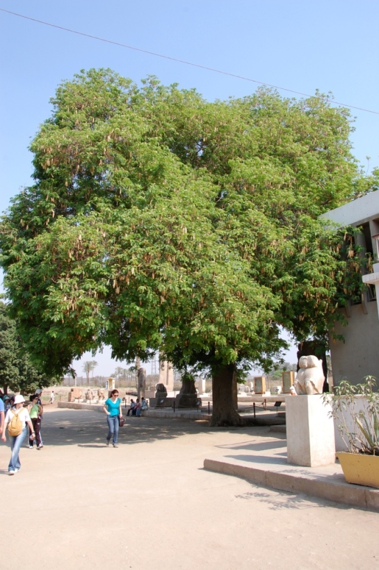 Acacia egiziana - Albizia lebbeck